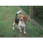 Beagle BEAGLE LINDOS FILHOTES