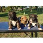 Boxer BOXER LINDOS FILHOTES
