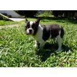 Bulldog Francs BULLDOG FRANCS LINDOS FILHOTES