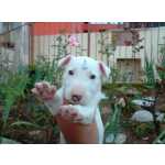 Bull Terrier BULL TERRIER  LINDOS FILHOTES