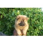 Chow Chow CHOW CHOW LINDOS FILHOTES