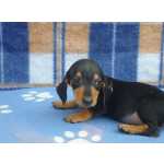 Dachshund DACHSHUND ANO CURTO PRETO E CANELA E ARLEQUIM