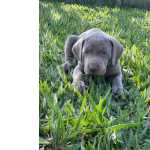 Weimaraner Filhotes de weimaraner So Paulo IBINA