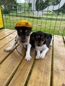 FOX PAULISTINHAS CRIADOS POR MDICA  VETERINRIA E EM PROMOO APROVEITE TEMOS EM DIVERSAS CORES