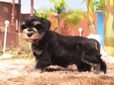 Schnauzer Miniatura Fmea com Chip de identificao Cor Preta Prata linda Canil Curitiba