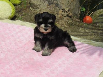 Schnauzer Miniatura Fmea com Chip de identificao Cor Preta Prata linda Canil Curitiba