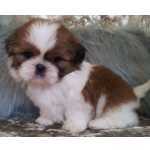 Shih-tzu Promocao de Mini Filhotes de Shih tzu em  bh Minas Gerais Belo Horizonte Pampulha