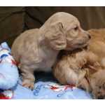 Dachshund Filhotes de Dachshund  Teckel Pelo Longo Creme - BRIGHT BASSET So Paulo Sorocaba