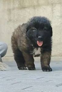 Cachorra Serra da Estrela