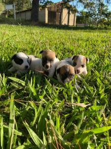 FILHOTINHOS DE JACK RUSSEL EM SUPER PROMOO E CRIADOS POR MDICA VET