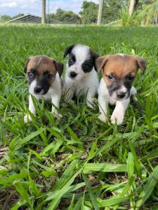 FILHOTINHOS DE JACK RUSSEL EM SUPER PROMOO E CRIADOS POR MDICA VET