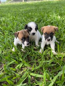 FILHOTINHOS DE JACK RUSSEL EM SUPER PROMOO E CRIADOS POR MDICA VET