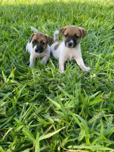 FILHOTINHOS DE JACK RUSSEL EM SUPER PROMOO E CRIADOS POR MDICA VET