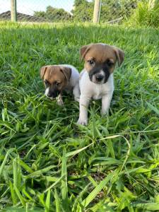 FILHOTINHOS DE JACK RUSSEL EM SUPER PROMOO E CRIADOS POR MDICA VET