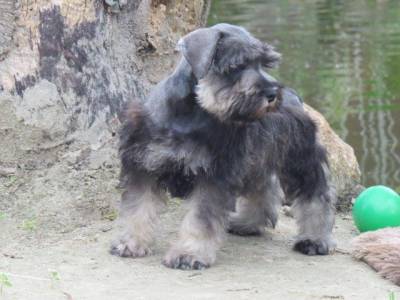 Schnauzer Miniatura Tajj Mahall Microchipado Macho Sal e Pimenta lindssimol Curitiba