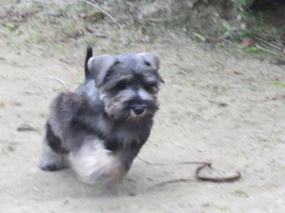 Schnauzer Miniatura Tajj Mahall Microchipado Macho Sal e Pimenta lindssimol Curitiba