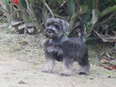 Schnauzer Miniatura Tajj Mahall Microchipado Macho Sal e Pimenta lindssimol Curitiba