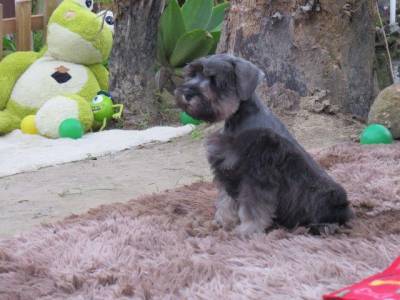 Schnauzer Miniatura Tajj Mahall Microchipado Macho Sal e Pimenta lindssimol Curitiba