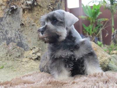 Schnauzer Miniatura LiiiindoTajj Mahall Microchipado Macho Sal e Pimenta Curitiba Kim