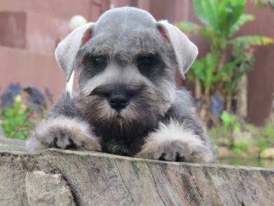 Schnauzer Miniatura LiiiindoTajj Mahall Microchipado Macho Sal e Pimenta Curitiba Kim