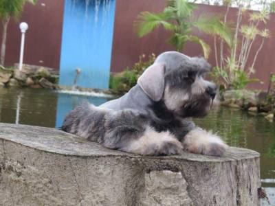 Schnauzer Miniatura LiiiindoTajj Mahall Microchipado Macho Sal e Pimenta Curitiba Kim