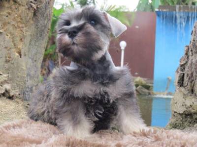 Schnauzer Miniatura LiiiindoTajj Mahall Microchipado Macho Sal e Pimenta Curitiba Kim