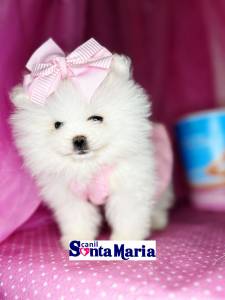 Lulu da Pomernia branco neve ano ursinho spitz ano macho e femea pedigree baby face