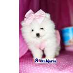 Spitz Alemo Lulu da Pomernia branco neve ano ursinho spitz ano macho e femea pedigree baby face Minas Gerais Belo Horizonte