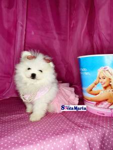 Lulu da Pomernia branco neve ano ursinho spitz ano macho e femea pedigree baby face