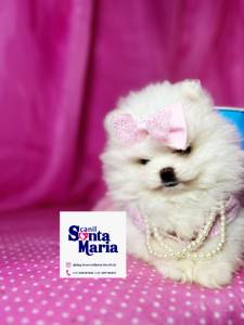 Lulu da Pomernia branco neve ano ursinho spitz ano macho e femea pedigree baby face