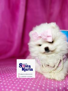 Lulu da Pomernia branco neve ano ursinho spitz ano macho e femea pedigree baby face