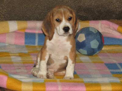 Beagle Tricolor de Qualidade LOP  Pedigree Afixo
