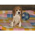 Beagle Beagle Tricolor de Qualidade LOP  Pedigree Afixo Vila Real Valpaos