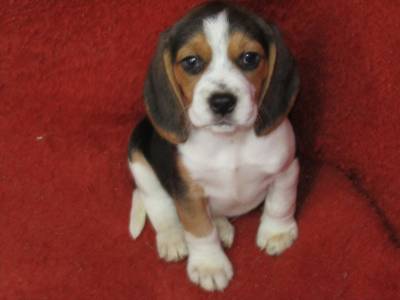 Beagle Tricolor de Qualidade LOP  Pedigree Afixo