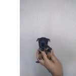 Pinscher Miniatura Pinscher Miniatura Top Porto PORTO
