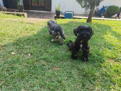 Schnauzer mini