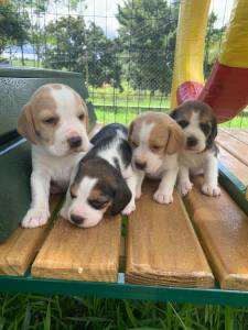 GRACINHAS DE MINI BEAGLES CRIADOS POR VETERINRIA QUALIDADE ABSOLUTA