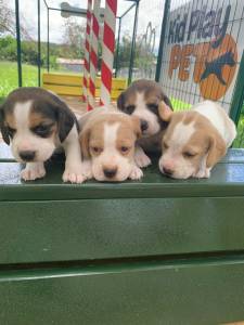 GRACINHAS DE MINI BEAGLES CRIADOS POR VETERINRIA QUALIDADE ABSOLUTA