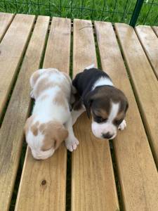 GRACINHAS DE MINI BEAGLES CRIADOS POR VETERINRIA QUALIDADE ABSOLUTA