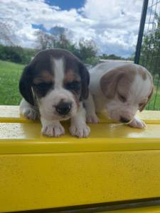 GRACINHAS DE MINI BEAGLES CRIADOS POR VETERINRIA QUALIDADE ABSOLUTA