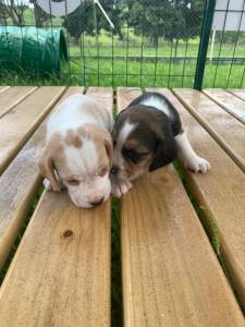 GRACINHAS DE MINI BEAGLES CRIADOS POR VETERINRIA QUALIDADE ABSOLUTA