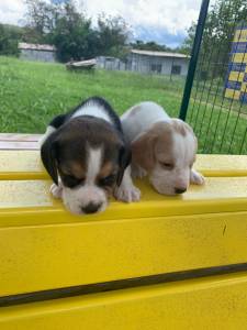 GRACINHAS DE MINI BEAGLES CRIADOS POR VETERINRIA QUALIDADE ABSOLUTA