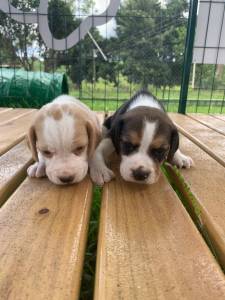 GRACINHAS DE MINI BEAGLES CRIADOS POR VETERINRIA QUALIDADE ABSOLUTA