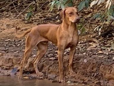 Rhodesian Ridgebacks Filhotes