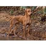 Rhodesian Ridgeback Rhodesian Ridgebacks Filhotes Distrito Federal Braslia