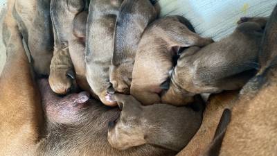 Rhodesian Ridgebacks Filhotes