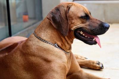 Rhodesian Ridgebacks Filhotes