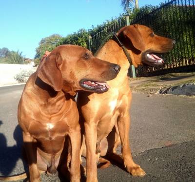 Rhodesian Ridgebacks Filhotes