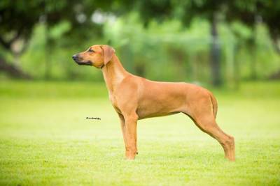 Rhodesian Ridgebacks Filhotes