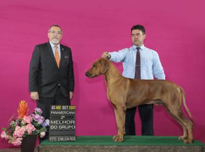 Rhodesian Ridgebacks Filhotes